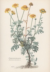 anthémis des teinturiers fleur sauvage jaune